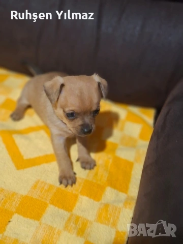 Продавам 4 пинчера на 40 дена 3 женски 1 мъжко , снимка 5 - Пинчер - 53099622