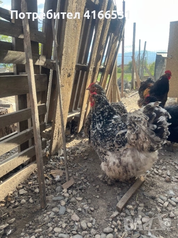 Яйца от Кохин , снимка 2 - Кокошки и пуйки - 54307248