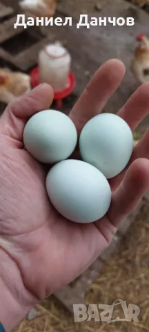 Оплодени яйца от Араукана