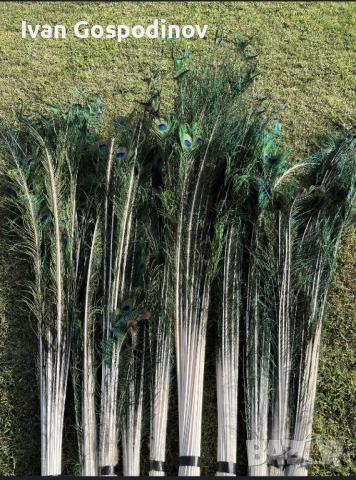 Паунови пера