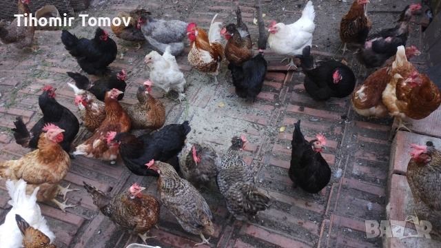 продавам домашно гледани пуйки пуяци за празниците , снимка 12 - Кокошки и пуйки - 51832484
