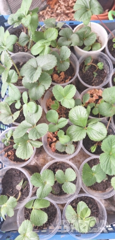 Целогодишни ягоди Албион - разсад на гол корен или в чашки, снимка 6 - Разсади - 51676649