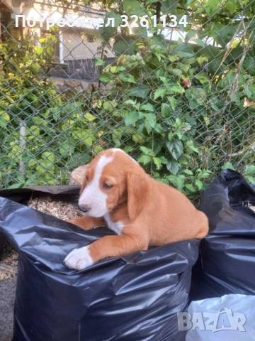 Посавски гончета, снимка 1