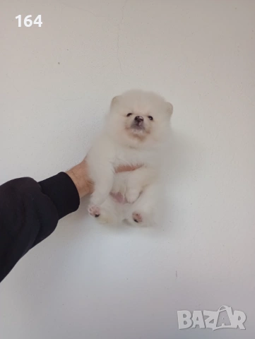 Померани. Реални снимки!, снимка 5 - Померан - 53120044