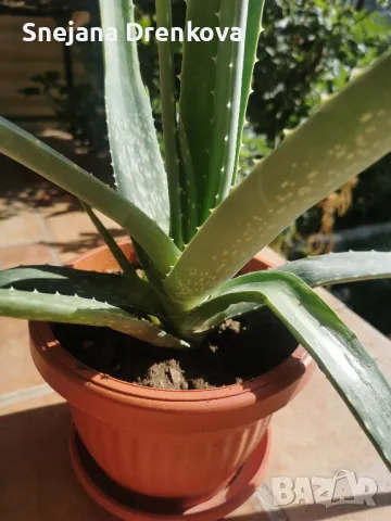 Алое вера Barbadensis.(ядливо)