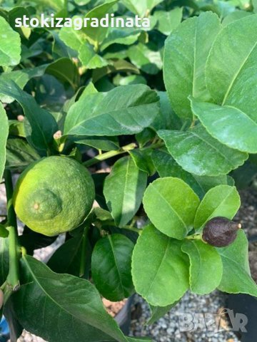   Лимон Лимонови дръвчета ,лимон дръвче цена, снимка 11 - Градински цветя и растения - 36625824