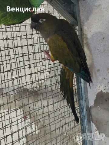 продавам папагали , снимка 8 - Папагали - 54076260