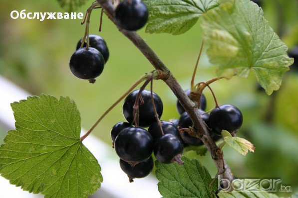 Резници черен касис 💥 в Градински цветя и растения в гр. Монтана ...