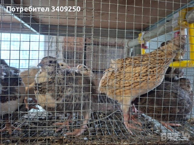 Женски пъдпъдъци носачки, снимка 3 - Други - 53997779