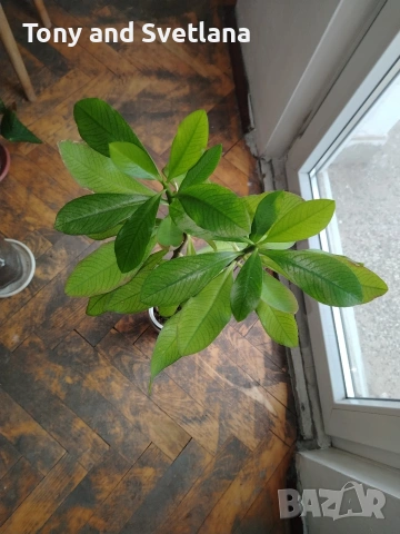 Каучуково дърво (Euphorbia Synadenium) - саксийно растение. 