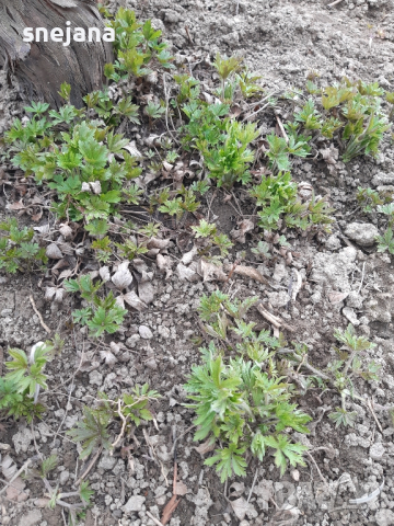 Разсад бели маргаритки  два вида, снимка 7 - Разсади - 44598025