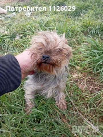 Продават се мъжки и женски йоркита , снимка 3 - Йоркширски териер - 52965005