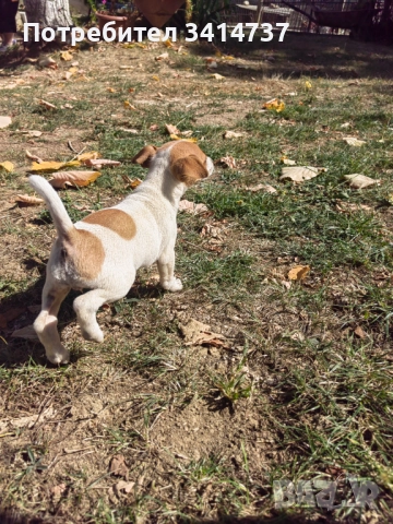 Джак ръсел териерче, снимка 1