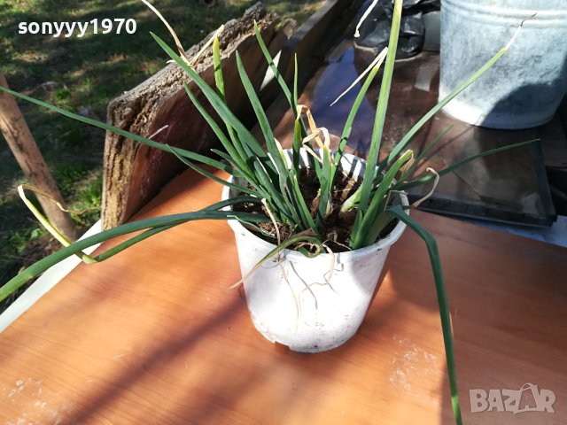 ЛУК ЗАСАДЕН В САКСИЯ-ЗА САЛАТАТА ЗА ДЕКОР ИЛИ ДР 1802241006, снимка 3 - Стайни растения - 44349132