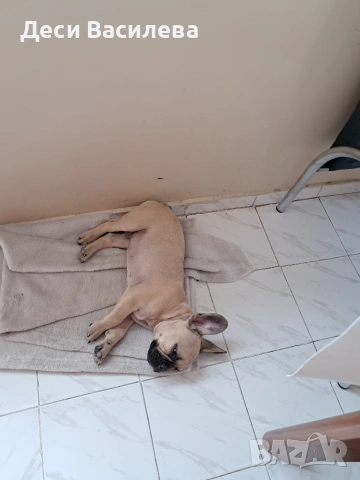 Френски булдог момче