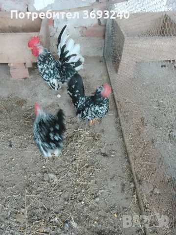 Продавам пилета от декоративни кокошки , снимка 3 - други­ - 51003416
