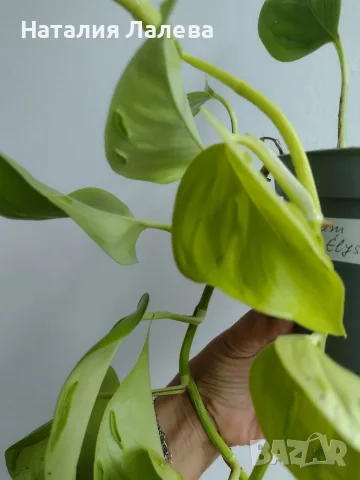 Епипремнум, Epipremnum aureum Champs-Élysées, снимка 2 - Стайни растения - 56304750