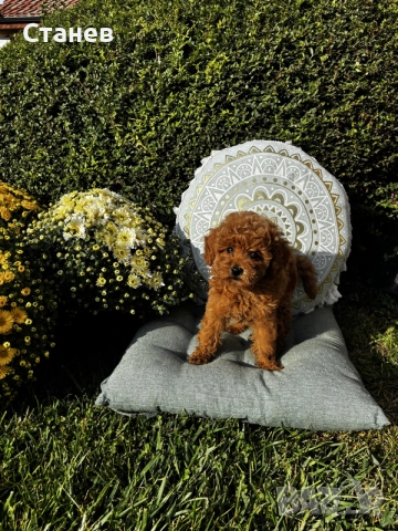 Мини пудел момче и момичета с генетични изследвания / Mini Poodles, снимка 10 - Пудели - 56439896
