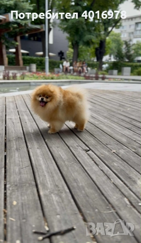 Померан Момиче с Родословие FCI, снимка 8 - Померан - 52822321