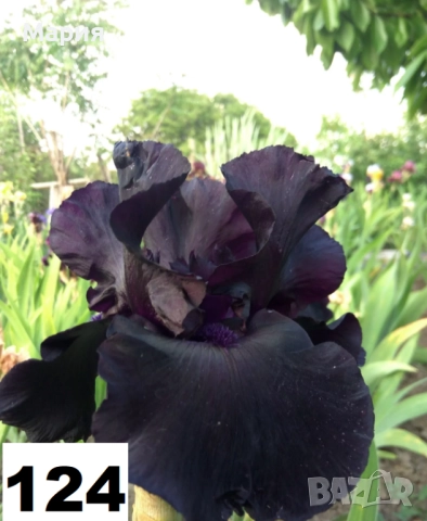 Сортови вискоки ириси /брадати ириси, снимка 9 - Сортови семена и луковици - 46410355