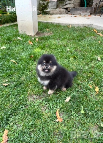 Померан момче със втора ваксина, снимка 5 - Померан - 52355377