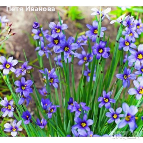 Сисиринхиум 