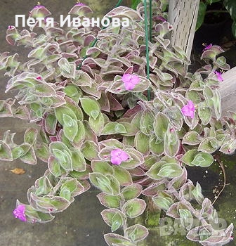 Tradescantia sillamontana, снимка 3 - Стайни растения - 51557832