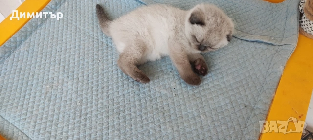 Шотландски котета, снимка 14 - Британска късокосместа - 54252517