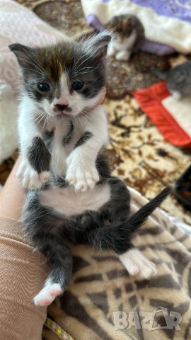 Домашни Котенца + Доставка 50 евро, снимка 9 - Ангорски - 40695376