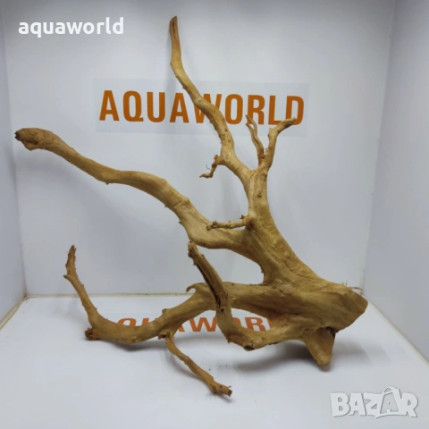 Корен Азалия 25