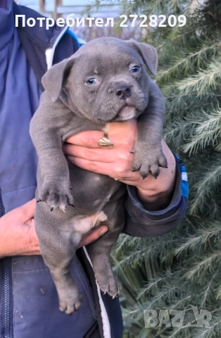 Американско Були Покет/American Bully Pocket , снимка 7 - Питбул - 52860044