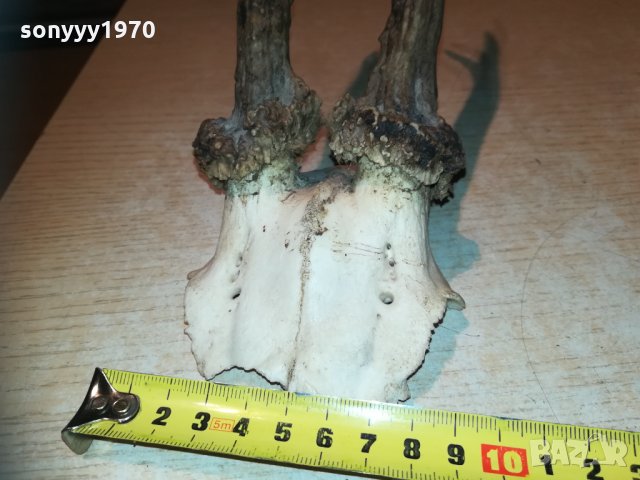 рога-за колекция-внос швеция 1910202200, снимка 17 - Колекции - 30482225