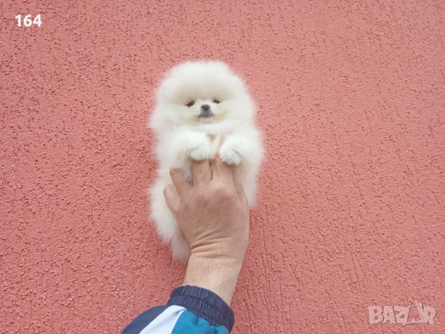 Мини Померан. Реални снимки !, снимка 4 - Померан - 54133689