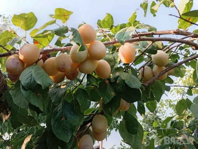 Продавам едроплодни дренки, снимка 9 - Градински цветя и растения - 55713706