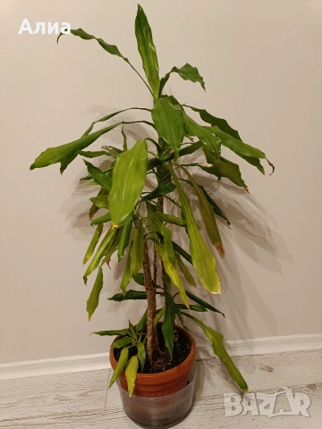 Драцена с 10 стебла, снимка 12 - Стайни растения - 30132174