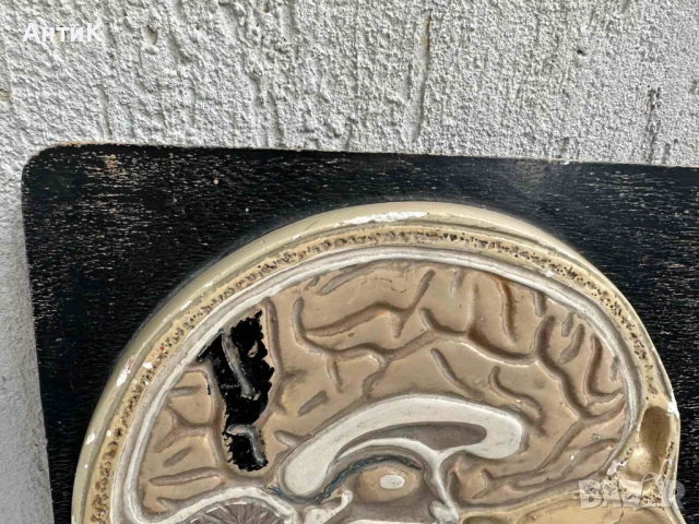 Соц Анатомичен Модел на Човешки Череп, снимка 3 - Антикварни и старинни предмети - 51677598