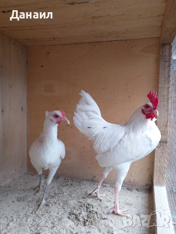 Новоанглийски бойци, снимка 6 - други­ - 54167350