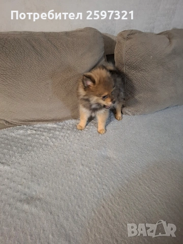 Померан , снимка 4 - Померан - 53328967