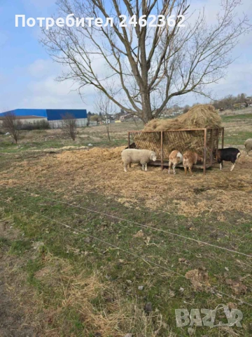 Продавам Коч Ил дъо франс, снимка 3 - Овце - 53911040