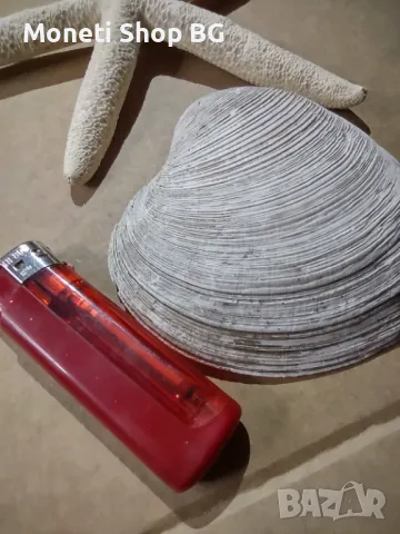 Океански дарове., снимка 6 - Декорация за дома - 48922448