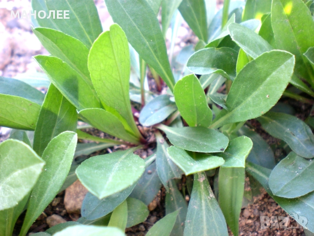 Алпийска астра, снимка 2 - Градински цветя и растения - 52089646