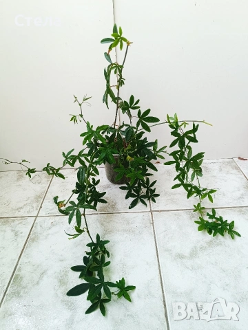 Пасифлора, Бенджамин, Сансевиера, мексиканска мента, Копривка 