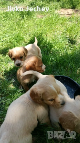 Кокер Шпаньол 