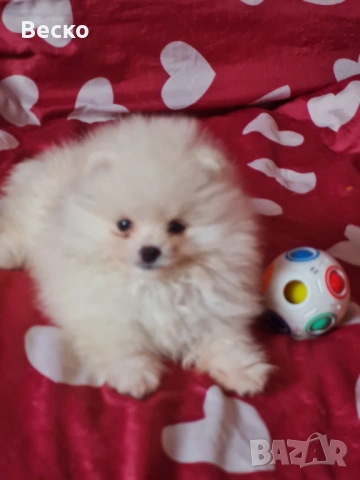 Померан мини мъжко и женско , снимка 5 - Померан - 54255864
