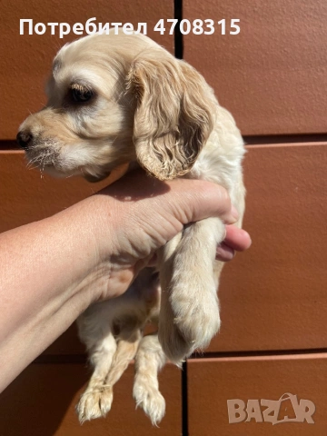 Кокер шпаньол момче карамел, снимка 5 - Кокер шпаньол - 54123923