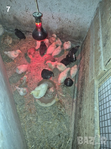 Селски пилета, снимка 6 - Кокошки и пуйки - 54053427