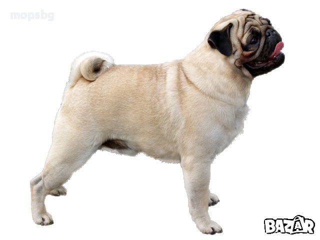 Единствено Мопс България ООД предлага на българския пазар чистокръвни бебета Мопс с родословие, снимка 3 - Мопс - 10768453