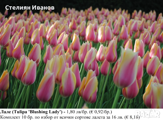 СОРТОВИ ЛАЛЕТА – ЛУКОВИЦИ - част 1, снимка 17 - Сортови семена и луковици - 52372815