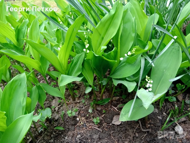 Момина сълза - 5 €./10 коренчета., снимка 2 - Градински цветя и растения - 54262076