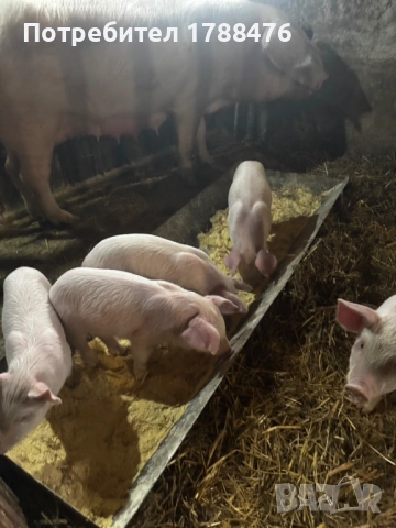 продавам домашни прасета, снимка 5 - Прасета - 53292753